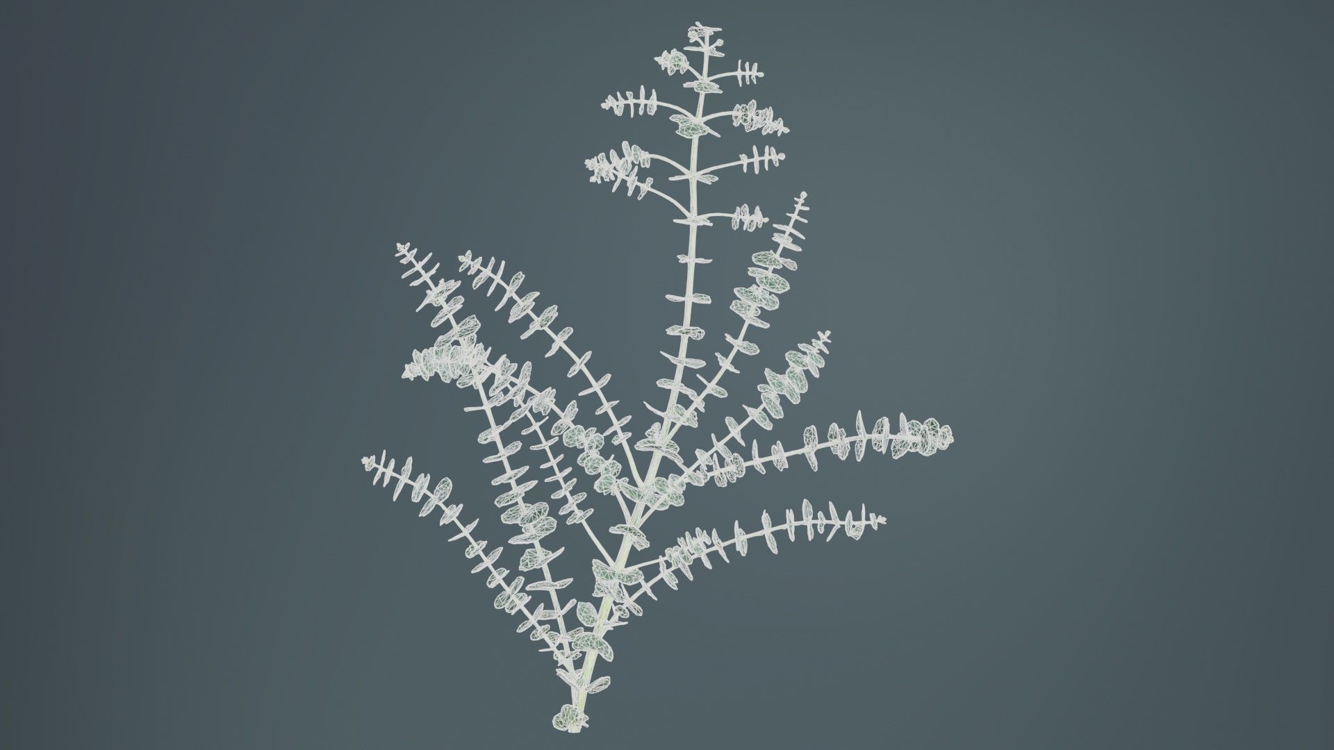 Apple Snow Cider Gum Eucalyptus Gunnii Low-poly 3D model_9