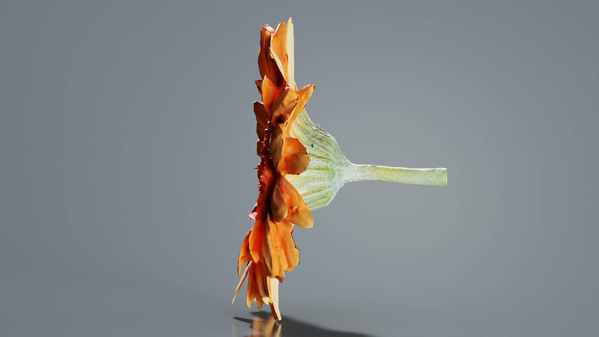 Barberton Daisy Gerbera Jamesonii Low-poly 3D model_5