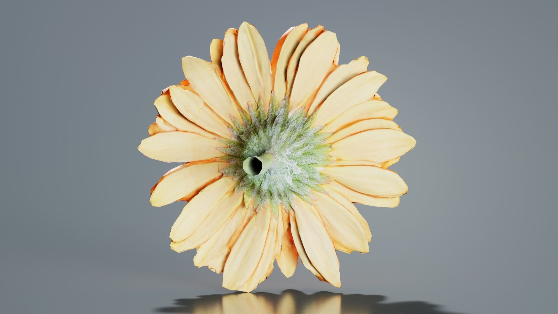 Barberton Daisy Gerbera Jamesonii Low-poly 3D model_4