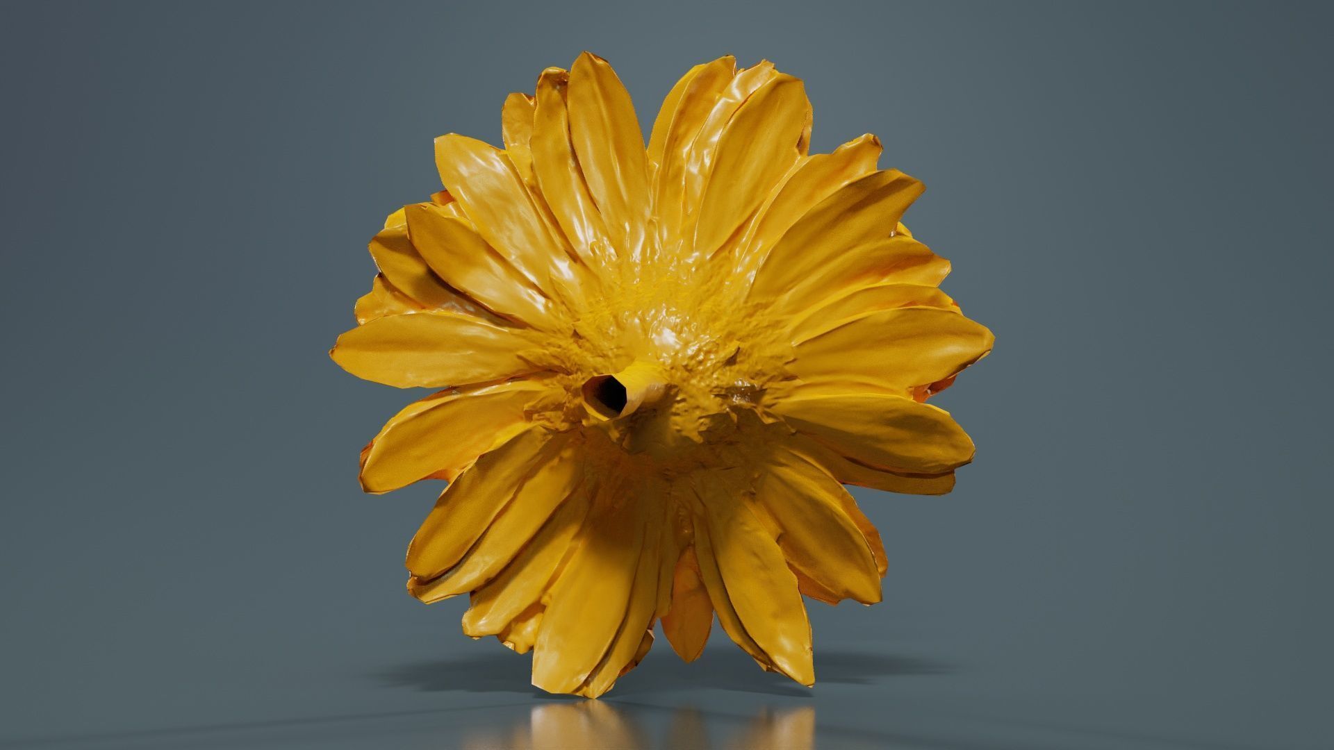 Barberton Daisy Gerbera Jamesonii Low-poly 3D model_13