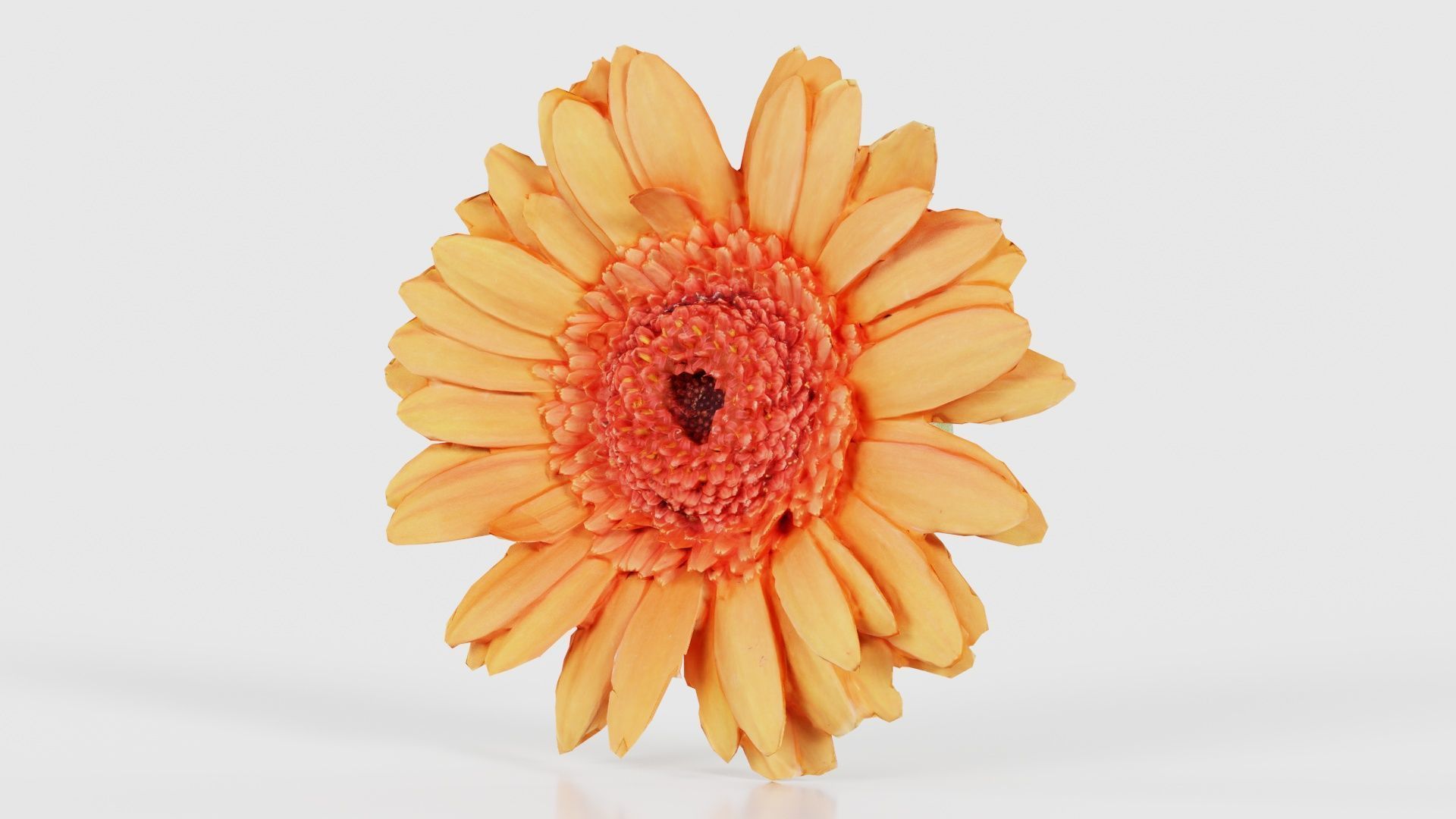 Barberton Daisy Gerbera Jamesonii Low-poly 3D model_26