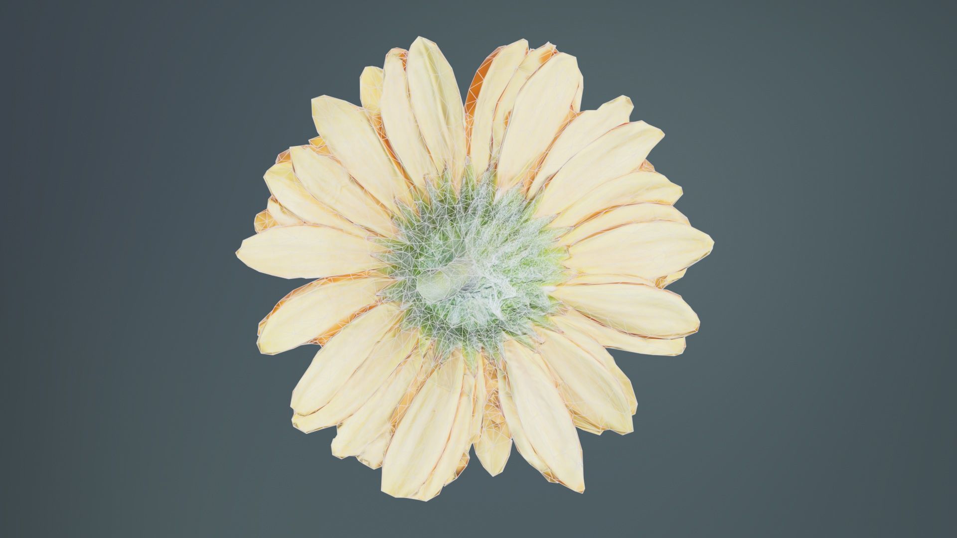 Barberton Daisy Gerbera Jamesonii Low-poly 3D model_10