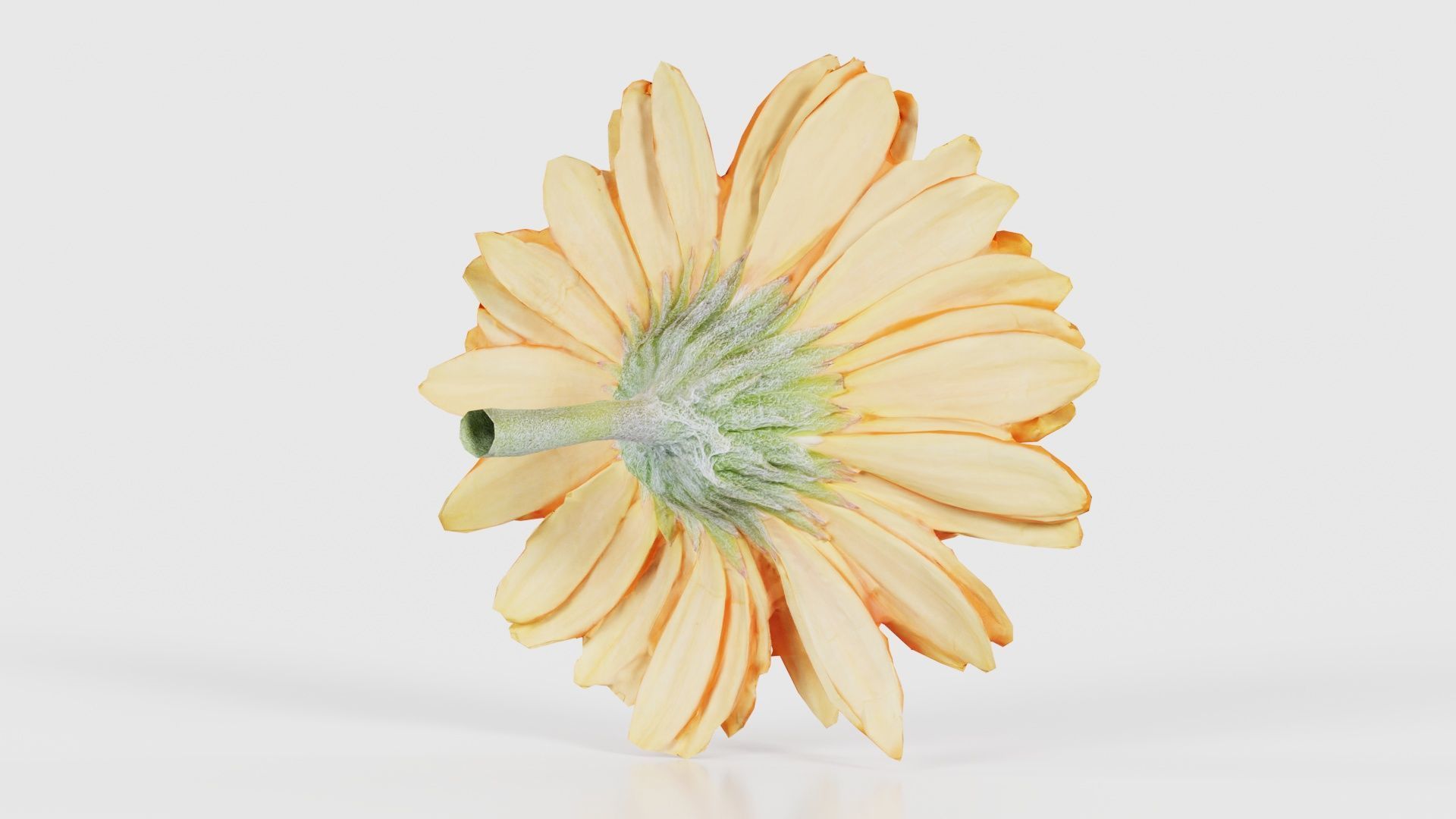 Barberton Daisy Gerbera Jamesonii Low-poly 3D model_20