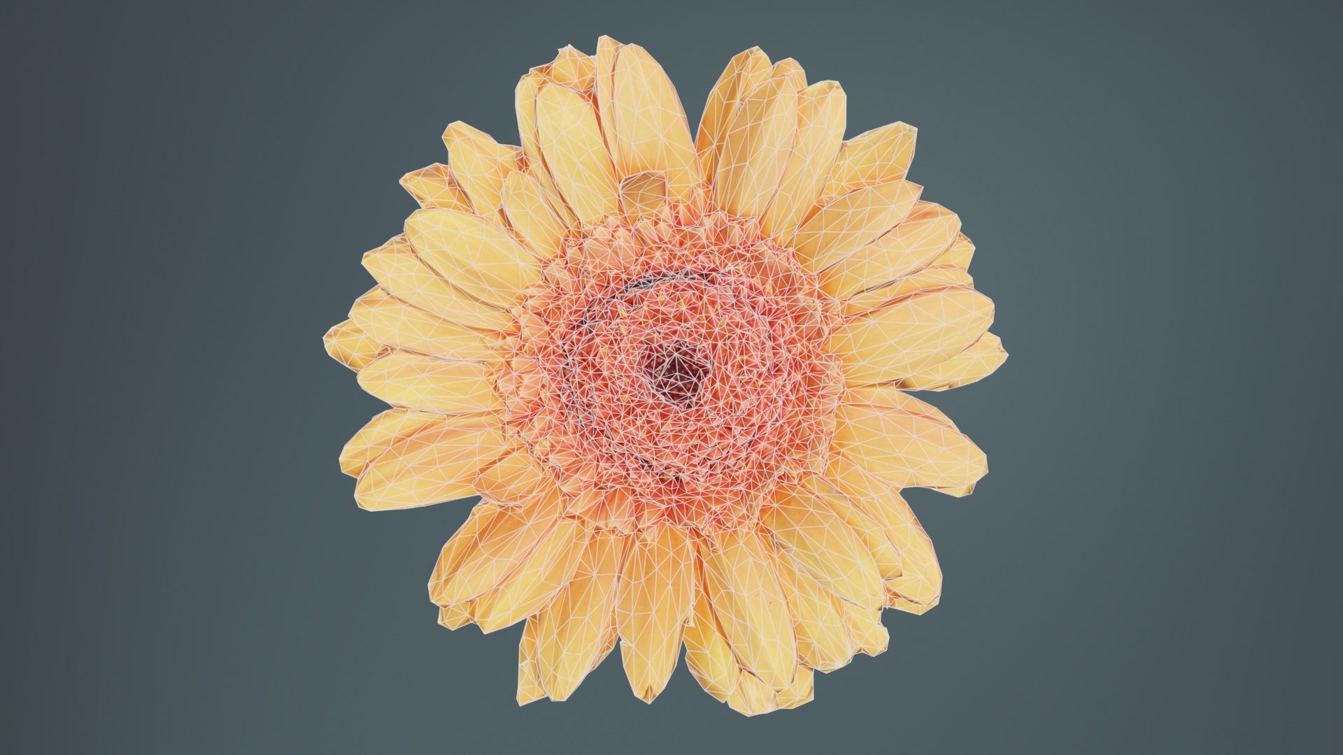 Barberton Daisy Gerbera Jamesonii Low-poly 3D model_9