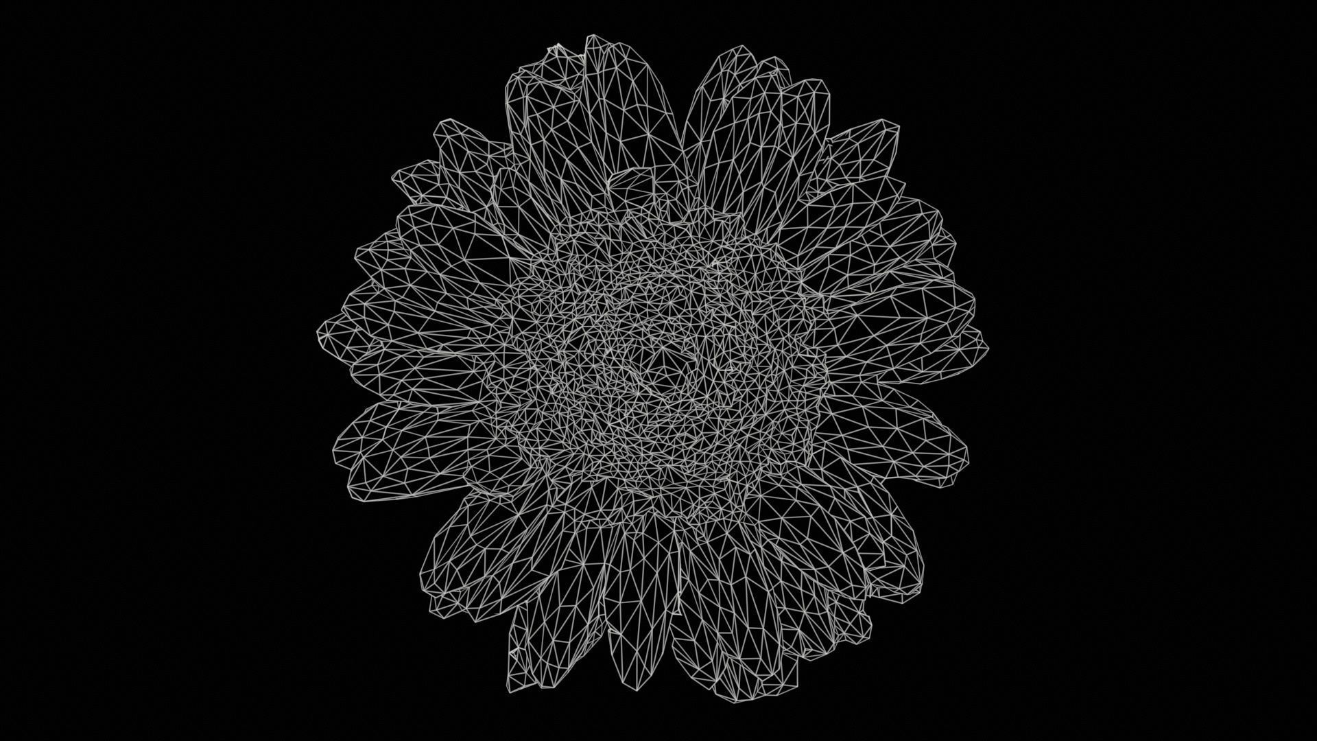 Barberton Daisy Gerbera Jamesonii Low-poly 3D model_11