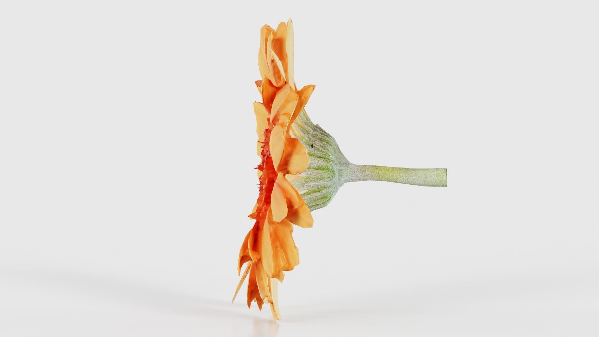 Barberton Daisy Gerbera Jamesonii Low-poly 3D model_24