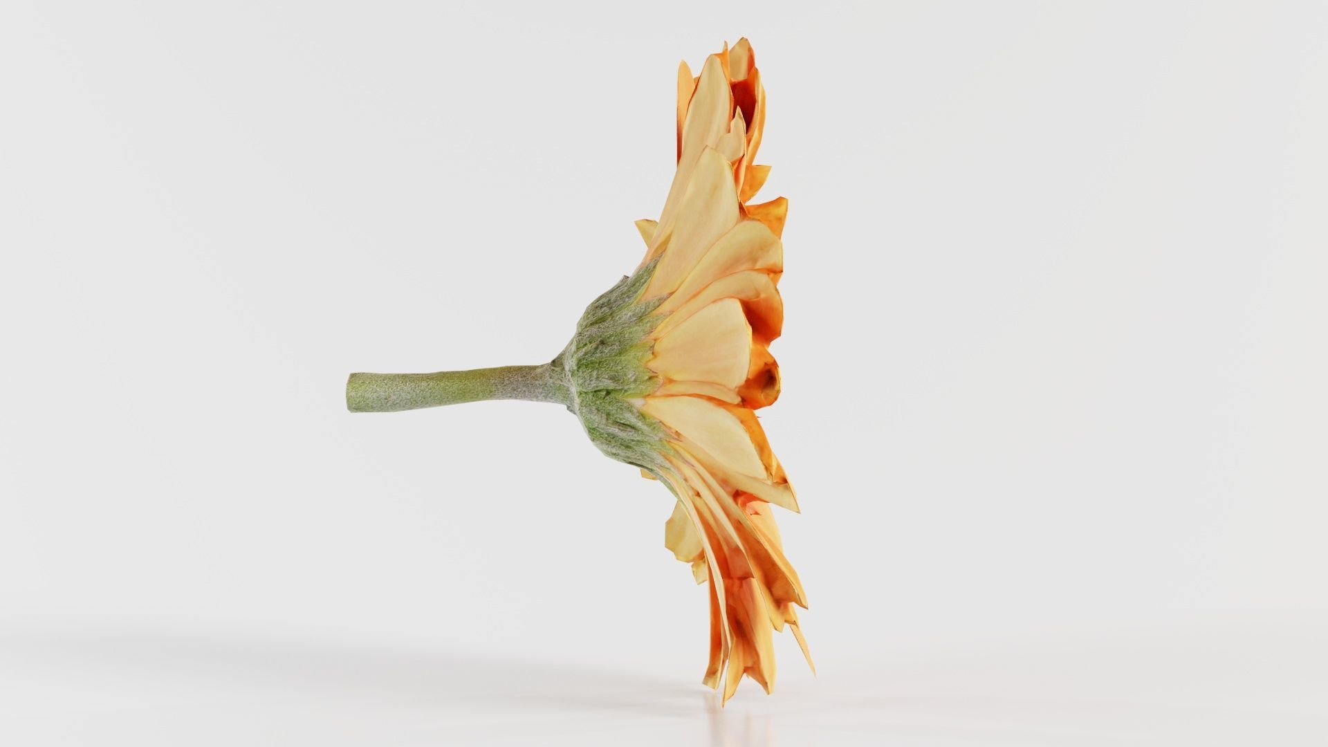 Barberton Daisy Gerbera Jamesonii Low-poly 3D model_2