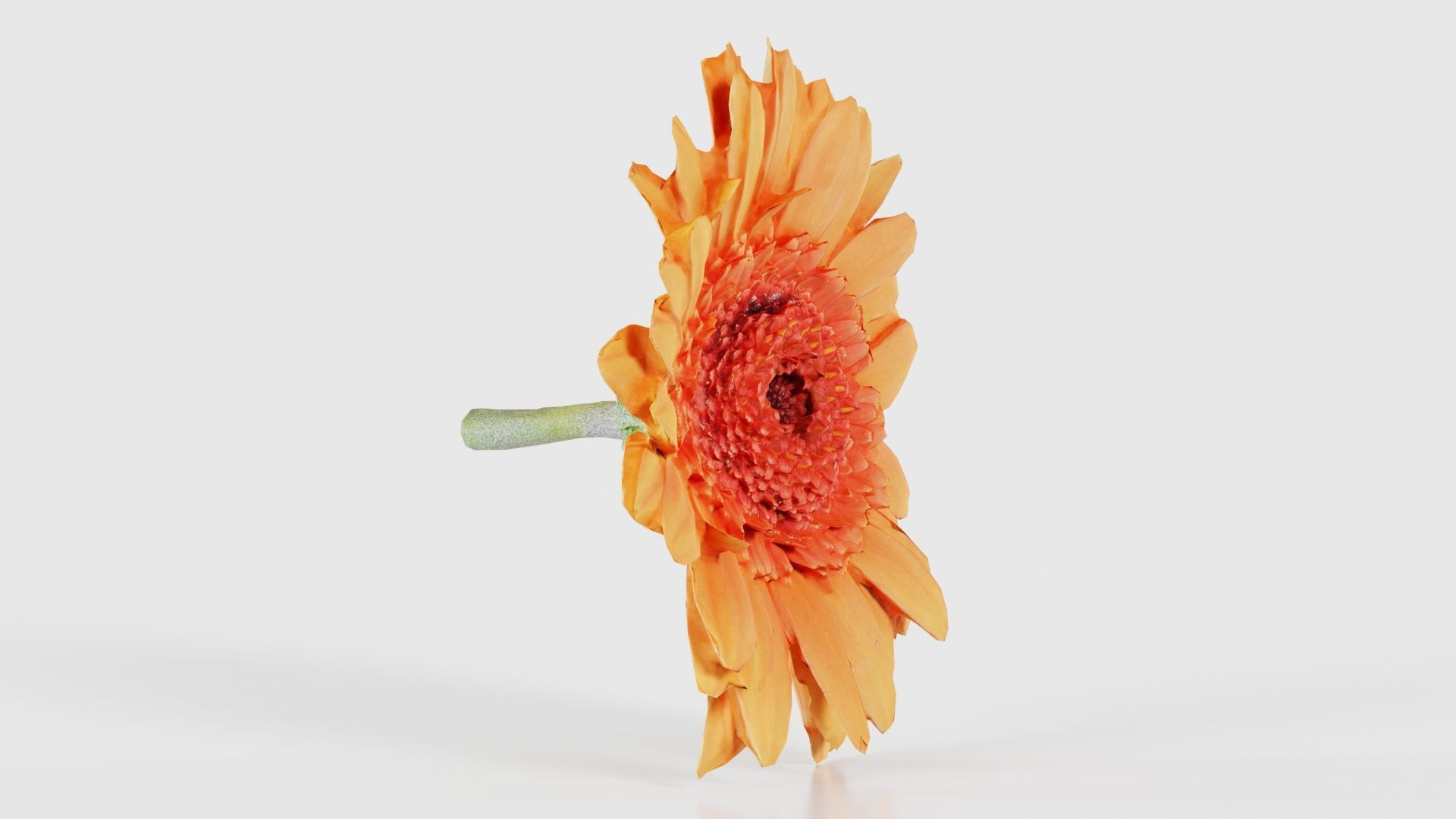 Barberton Daisy Gerbera Jamesonii Low-poly 3D model_17