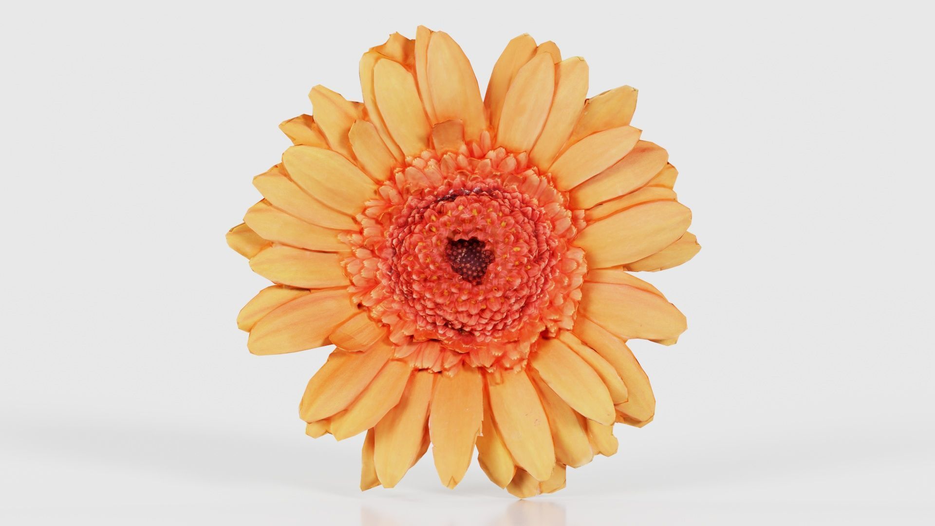 Barberton Daisy Gerbera Jamesonii Low-poly 3D model_15