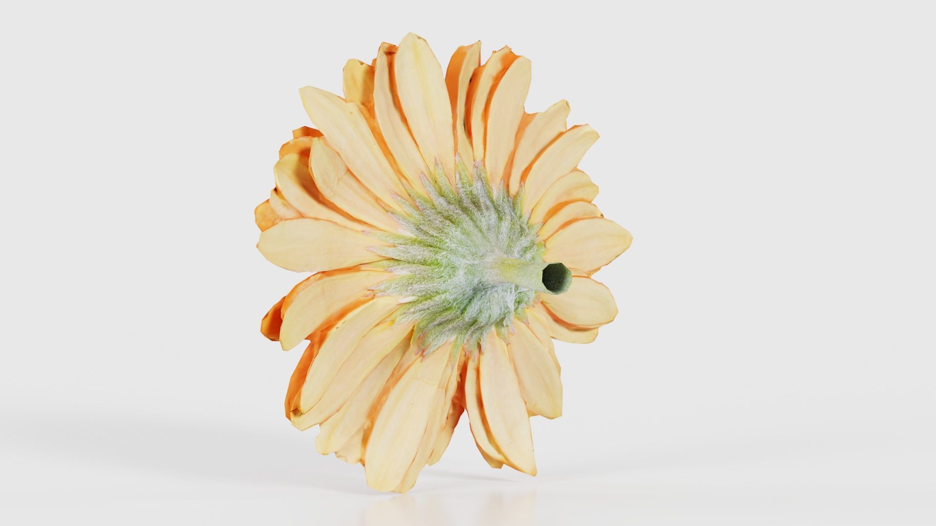 Barberton Daisy Gerbera Jamesonii Low-poly 3D model_22