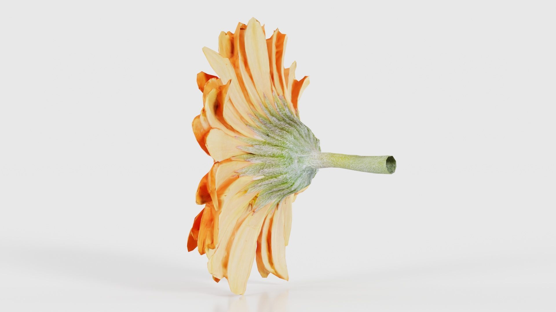 Barberton Daisy Gerbera Jamesonii Low-poly 3D model_23