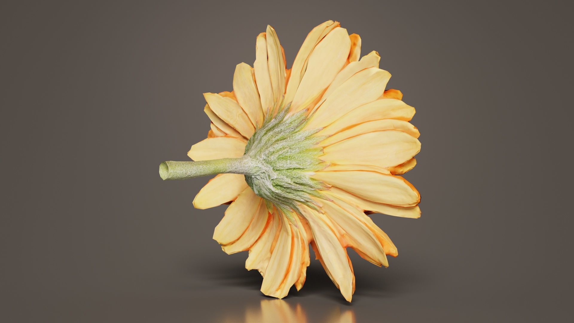 Barberton Daisy Gerbera Jamesonii Low-poly 3D model_1