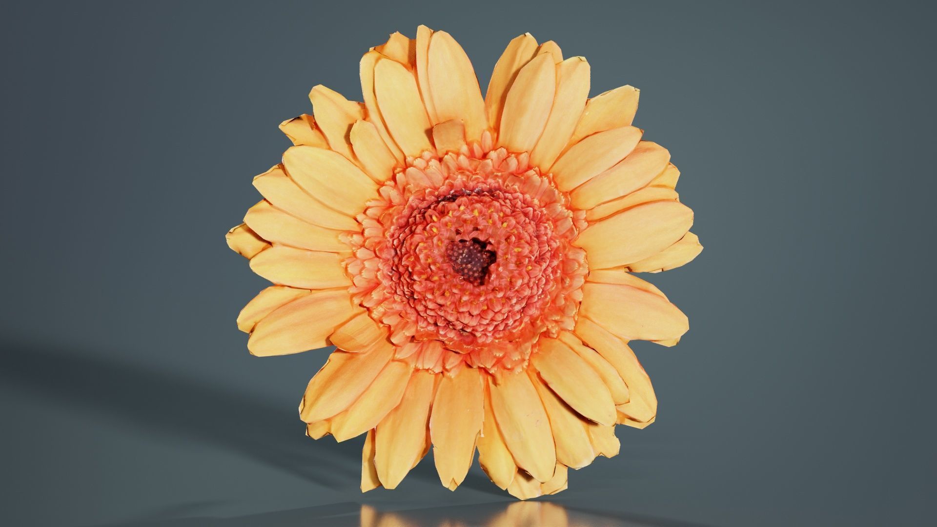 Barberton Daisy Gerbera Jamesonii Low-poly 3D model_6