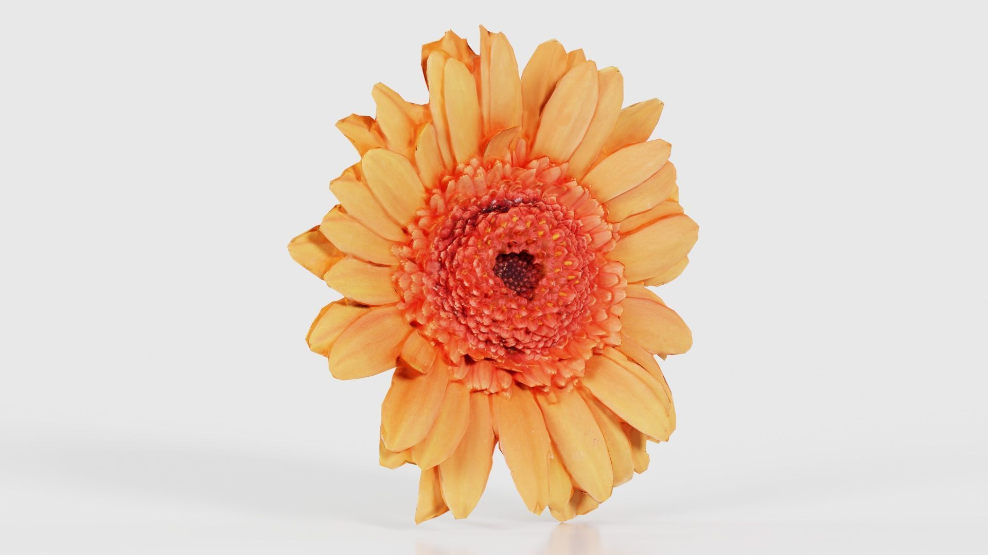 Barberton Daisy Gerbera Jamesonii Low-poly 3D model_16