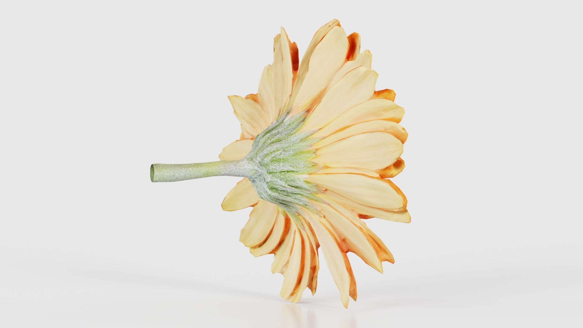 Barberton Daisy Gerbera Jamesonii Low-poly 3D model_19
