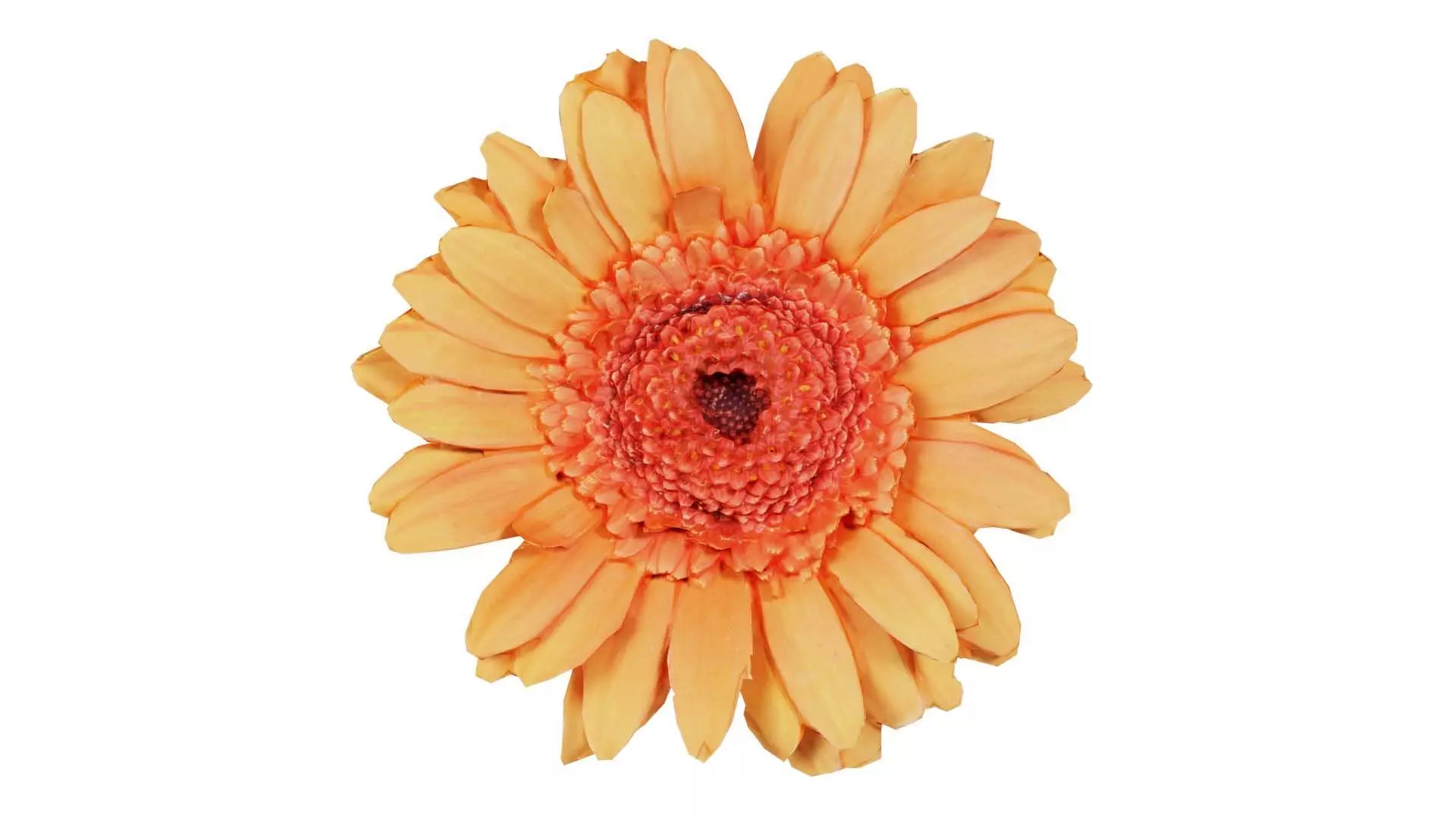 Barberton Daisy Gerbera Jamesonii Low-poly 3D model_0