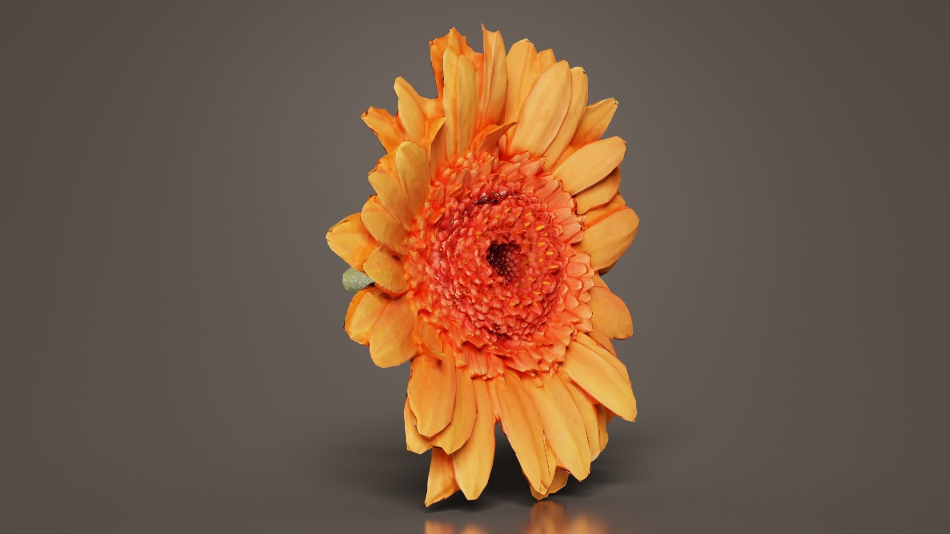 Barberton Daisy Gerbera Jamesonii Low-poly 3D model_8