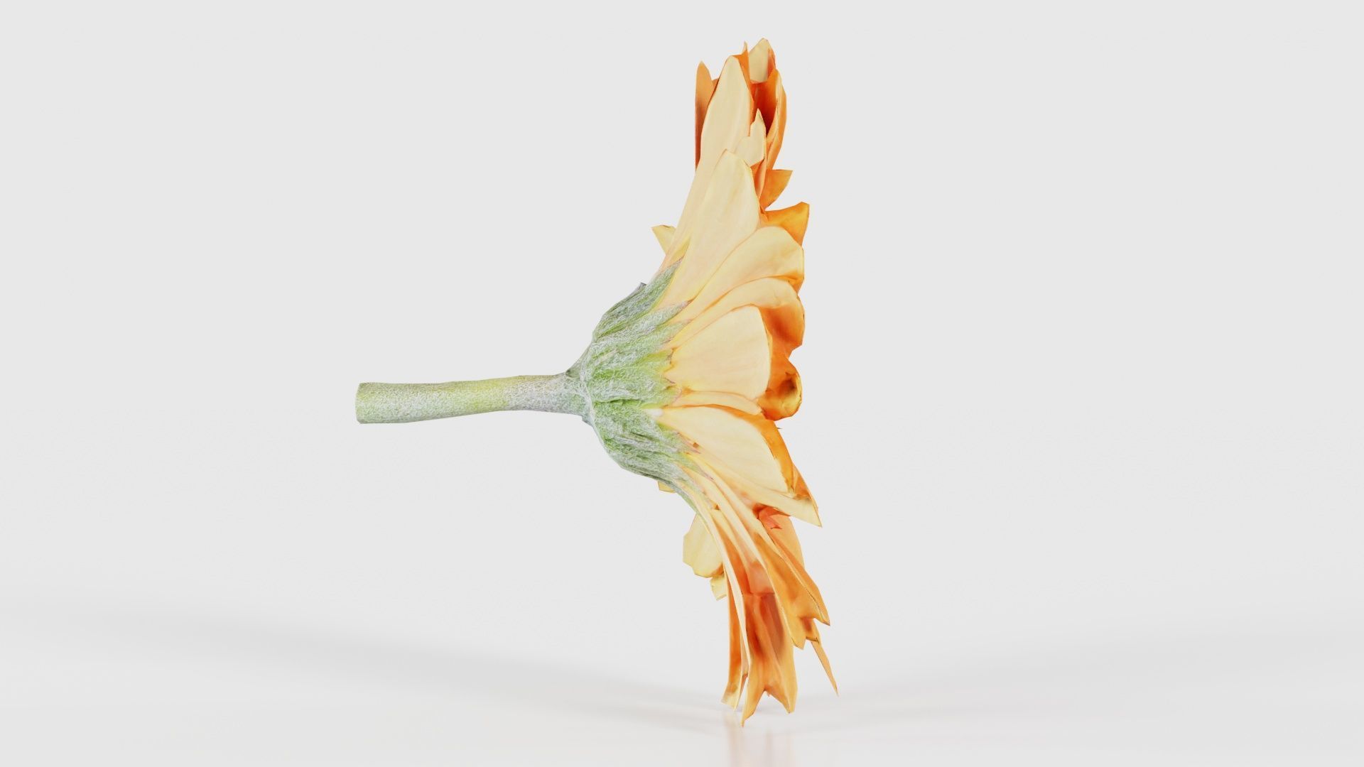 Barberton Daisy Gerbera Jamesonii Low-poly 3D model_18