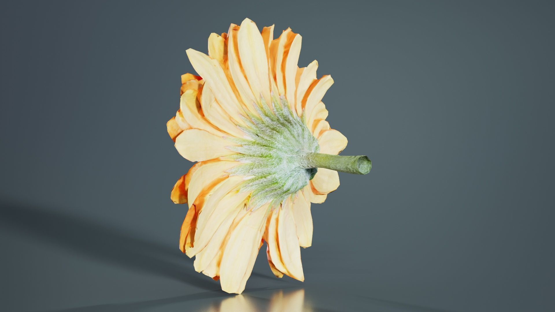 Barberton Daisy Gerbera Jamesonii Low-poly 3D model_3