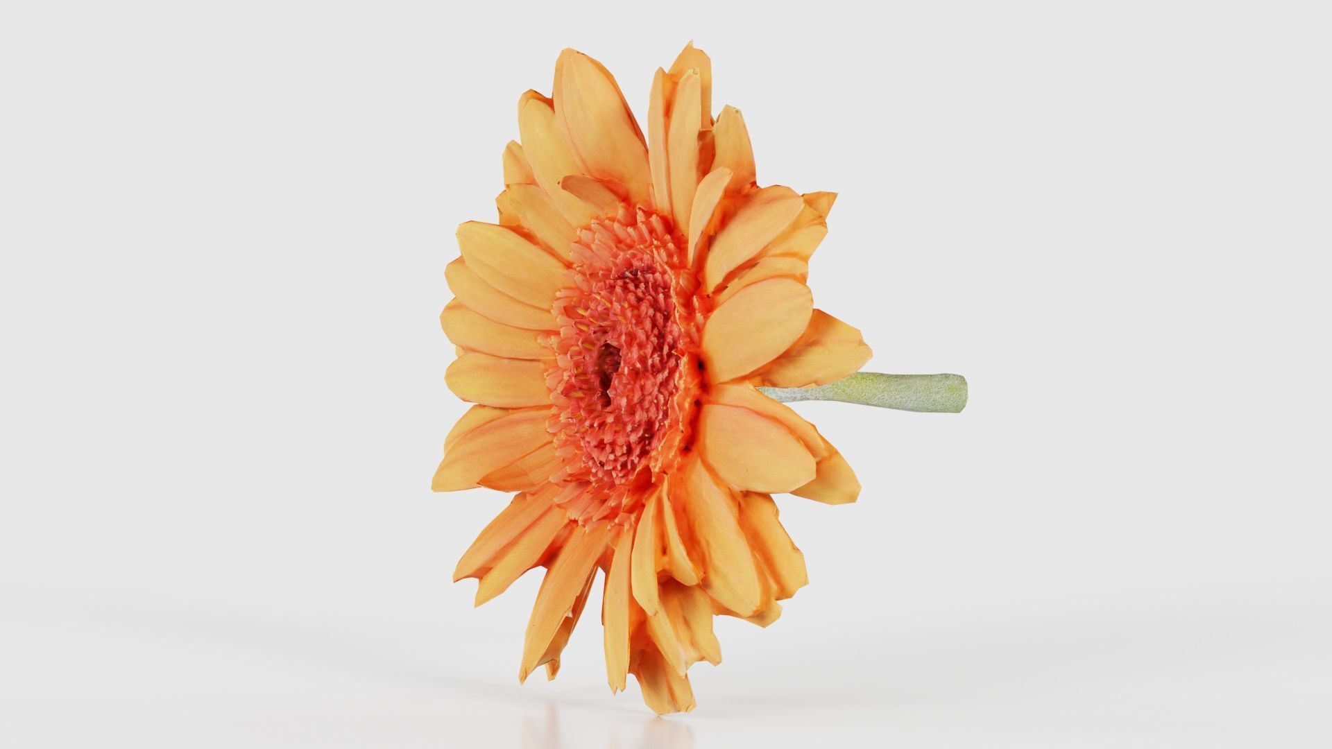 Barberton Daisy Gerbera Jamesonii Low-poly 3D model_25