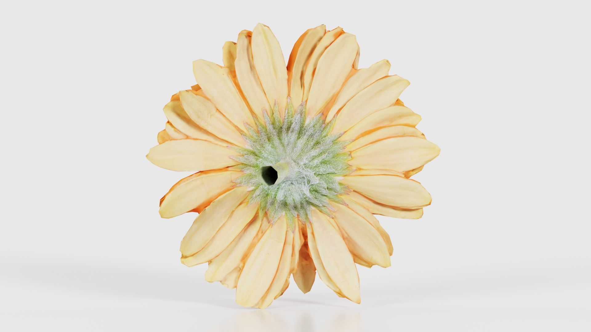 Barberton Daisy Gerbera Jamesonii Low-poly 3D model_21
