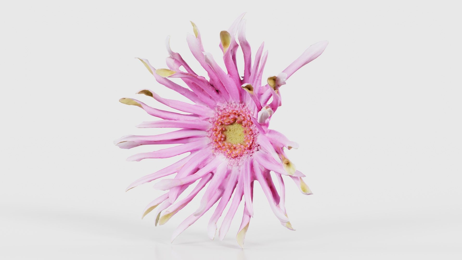 Barberton Daisy Gerbera Jamesonii 2 Low-poly 3D model_26