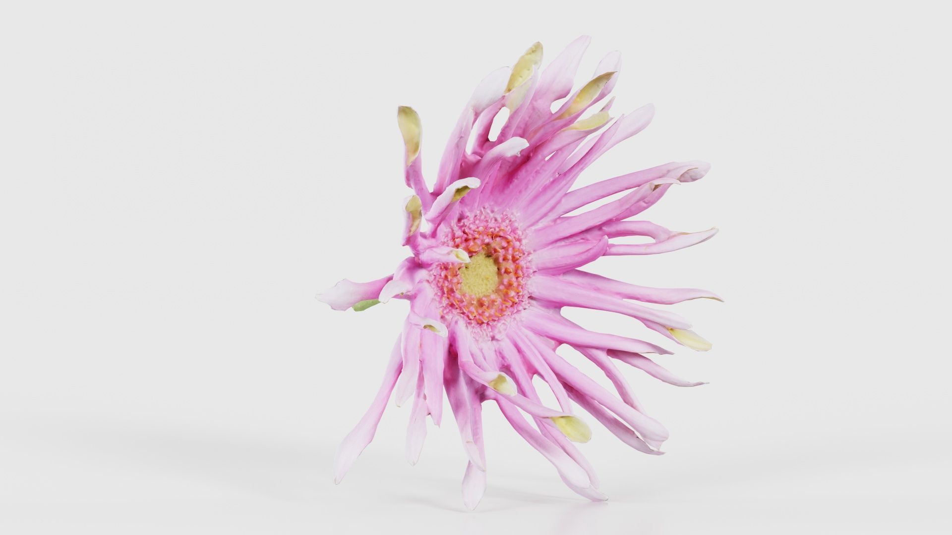 Barberton Daisy Gerbera Jamesonii 2 Low-poly 3D model_16