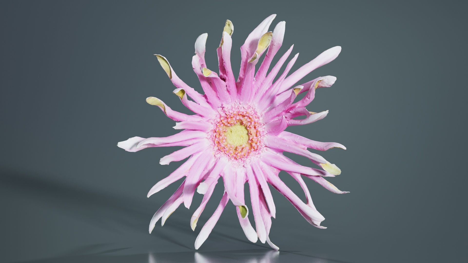 Barberton Daisy Gerbera Jamesonii 2 Low-poly 3D model_3