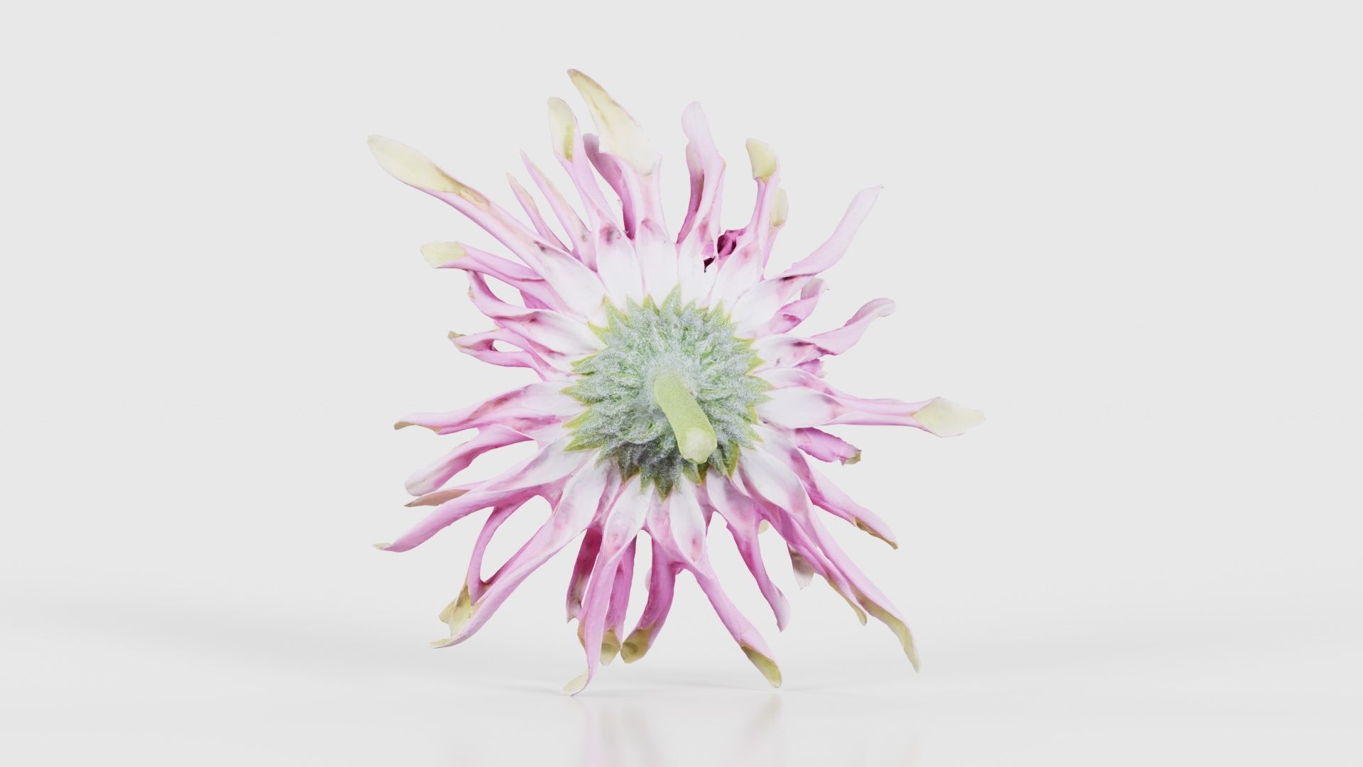 Barberton Daisy Gerbera Jamesonii 2 Low-poly 3D model_21