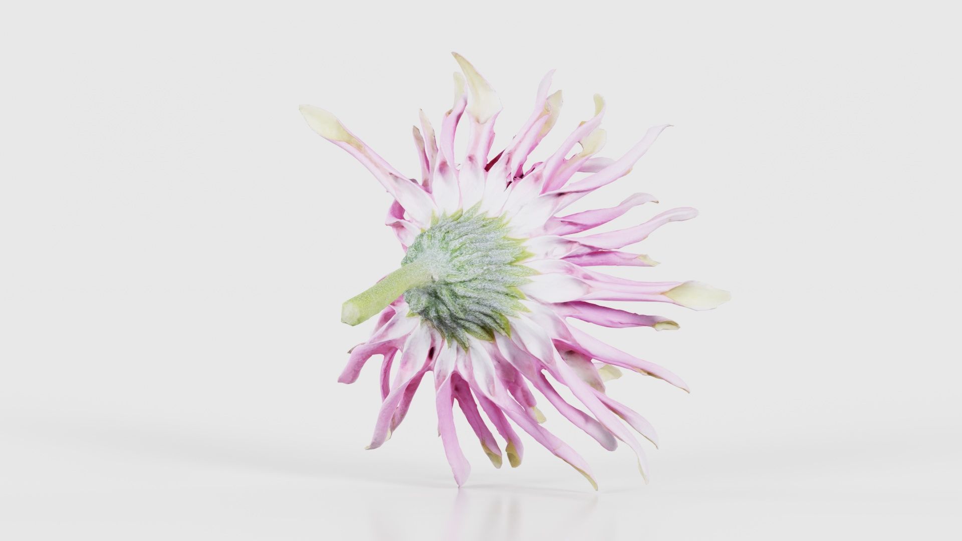Barberton Daisy Gerbera Jamesonii 2 Low-poly 3D model_20