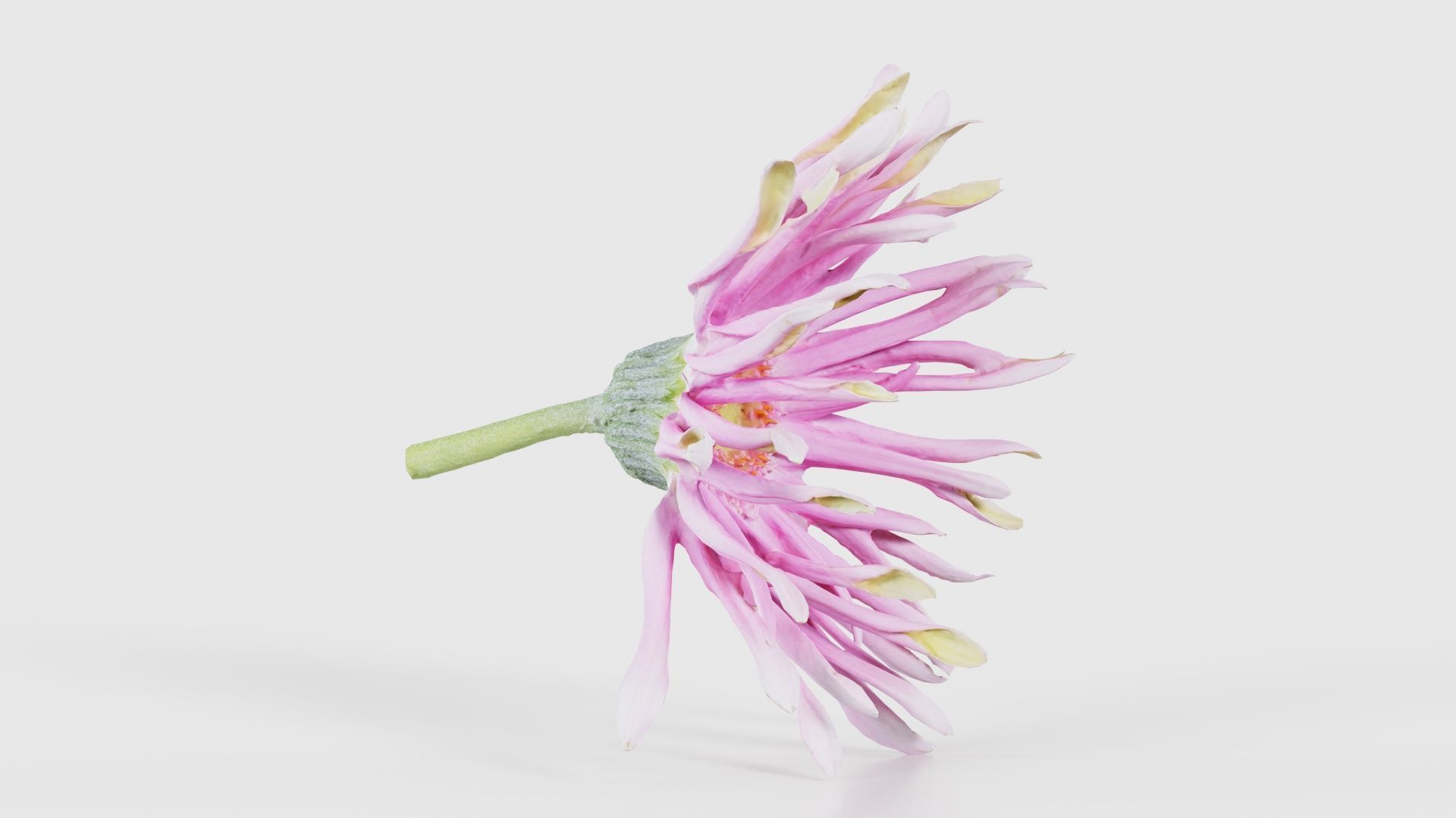 Barberton Daisy Gerbera Jamesonii 2 Low-poly 3D model_17