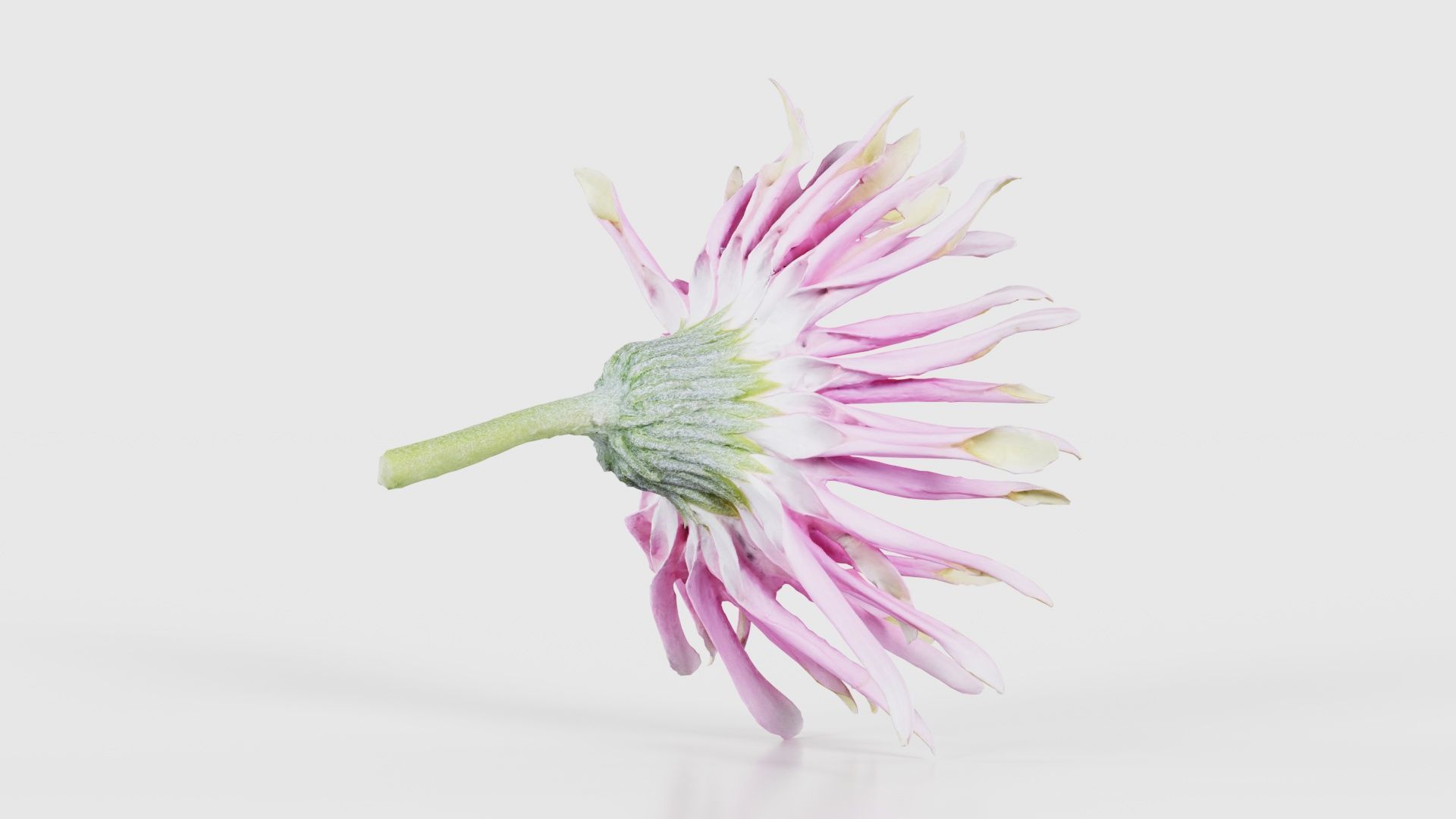 Barberton Daisy Gerbera Jamesonii 2 Low-poly 3D model_19