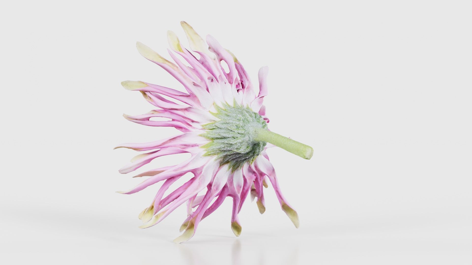 Barberton Daisy Gerbera Jamesonii 2 Low-poly 3D model_22