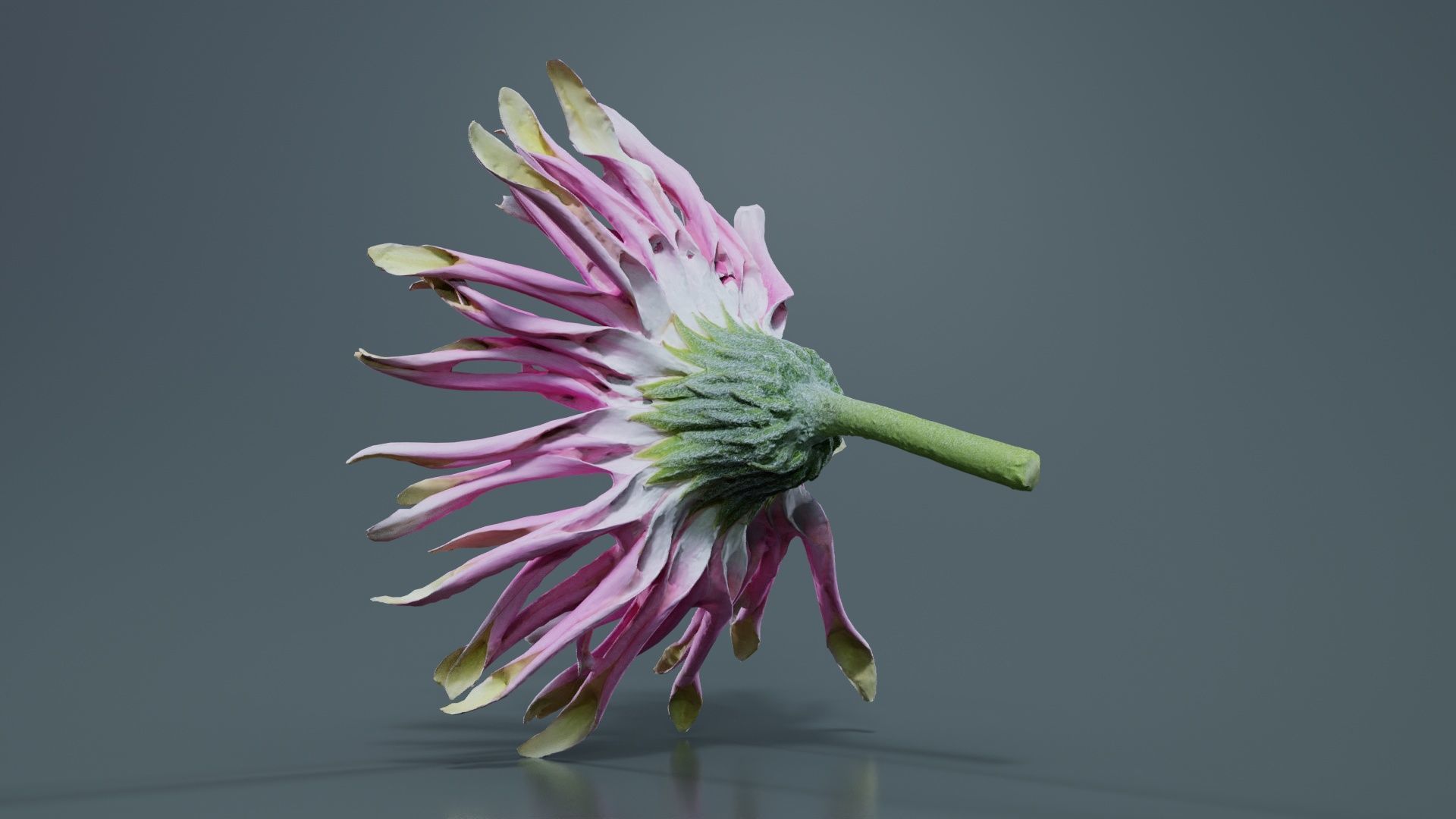 Barberton Daisy Gerbera Jamesonii 2 Low-poly 3D model_5