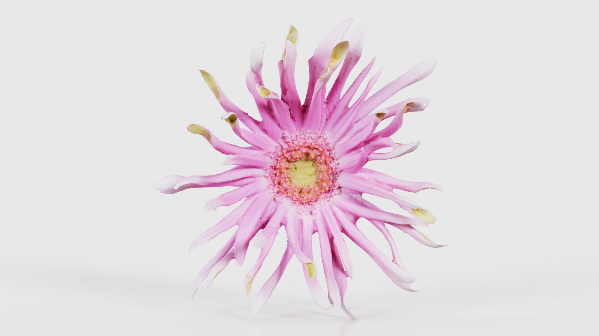 Barberton Daisy Gerbera Jamesonii 2 Low-poly 3D model_15