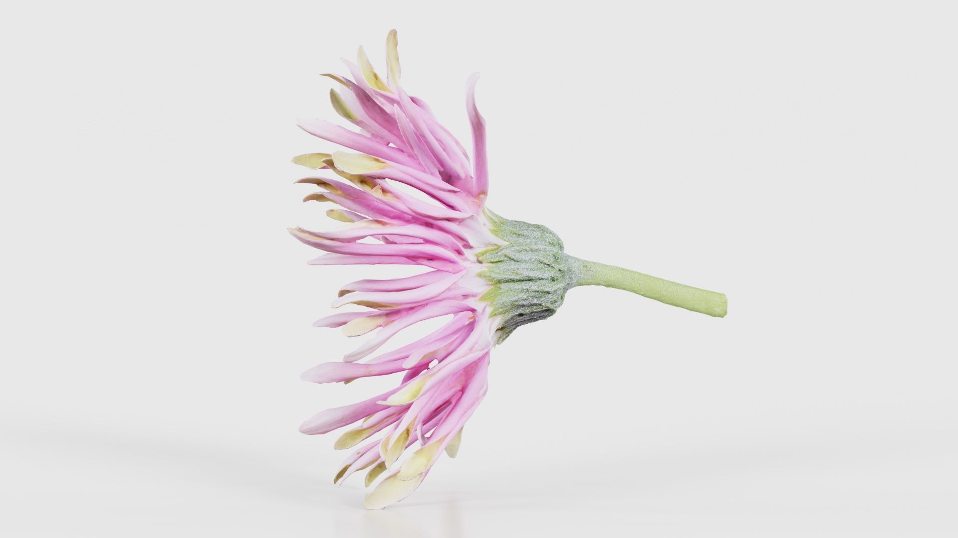 Barberton Daisy Gerbera Jamesonii 2 Low-poly 3D model_24