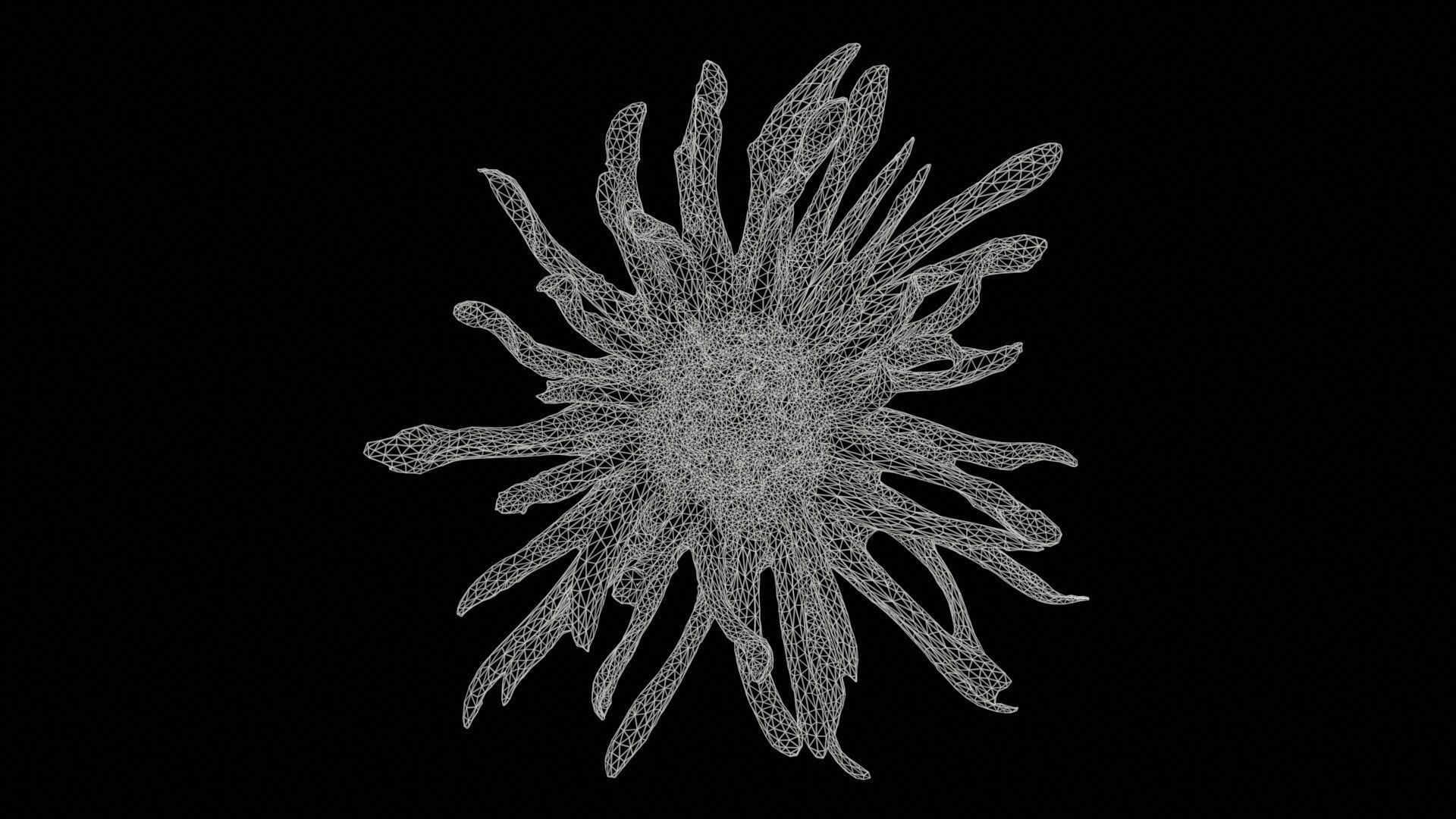 Barberton Daisy Gerbera Jamesonii 2 Low-poly 3D model_11