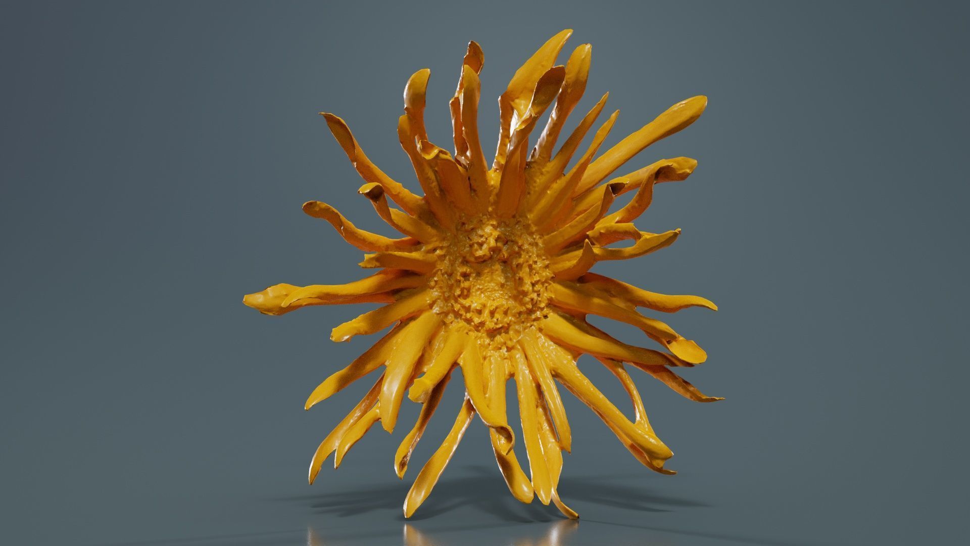 Barberton Daisy Gerbera Jamesonii 2 Low-poly 3D model_12