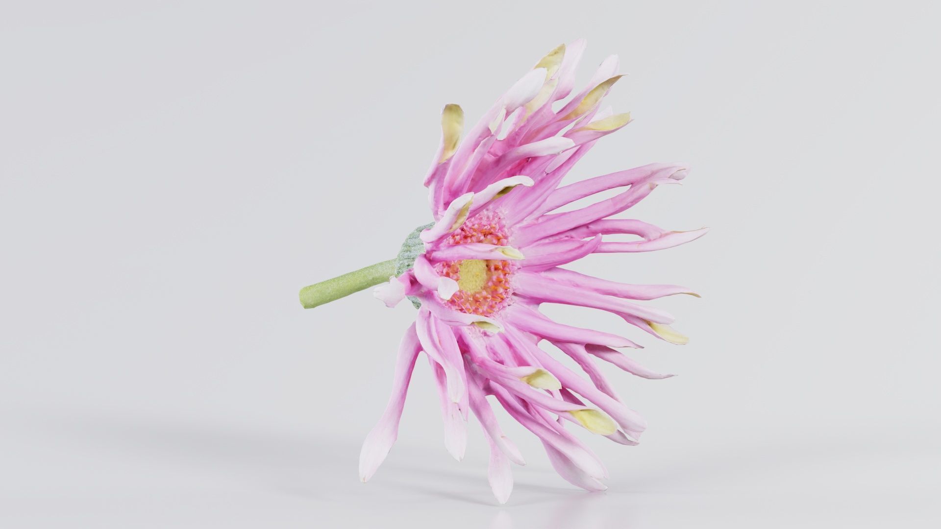 Barberton Daisy Gerbera Jamesonii 2 Low-poly 3D model_2