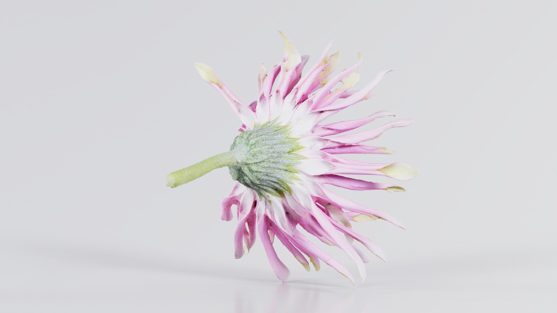 Barberton Daisy Gerbera Jamesonii 2 Low-poly 3D model_8