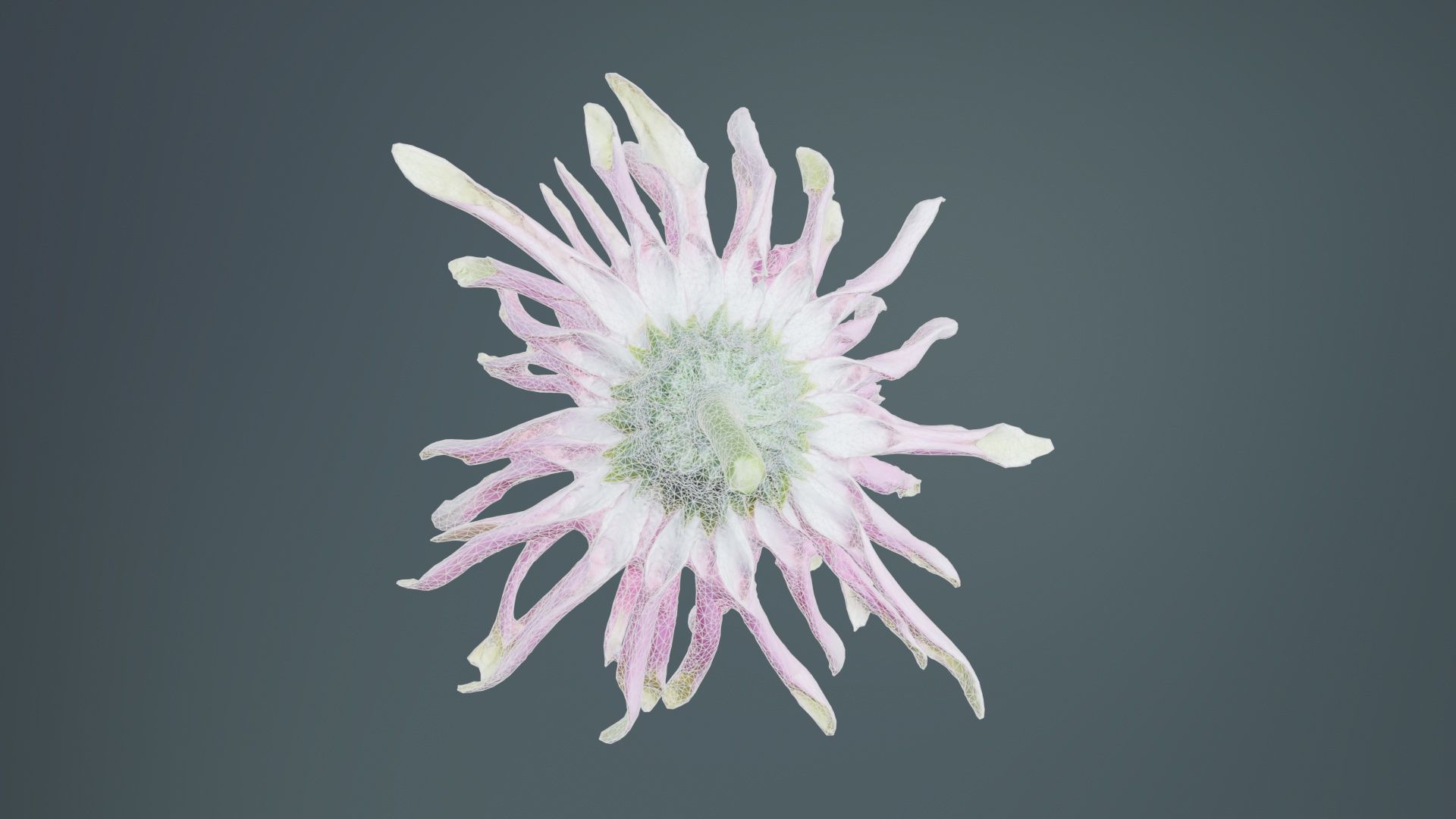 Barberton Daisy Gerbera Jamesonii 2 Low-poly 3D model_10