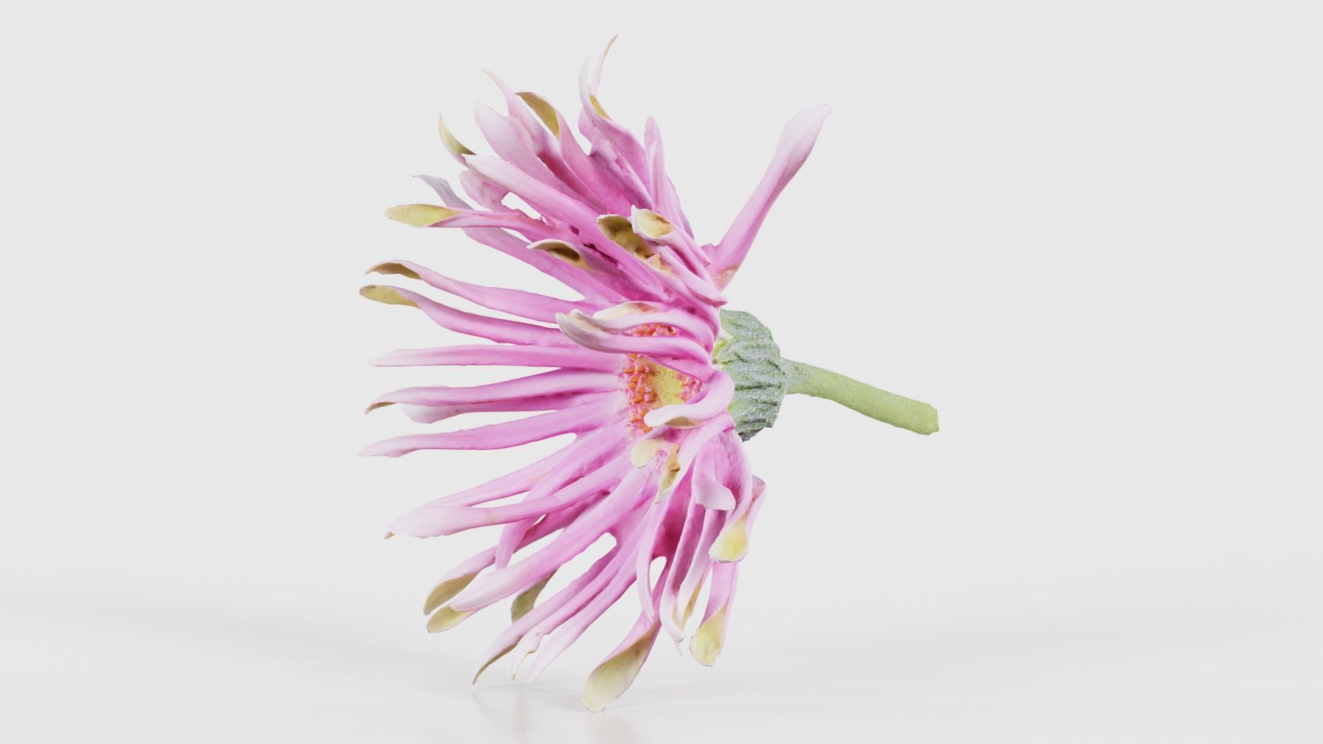 Barberton Daisy Gerbera Jamesonii 2 Low-poly 3D model_25