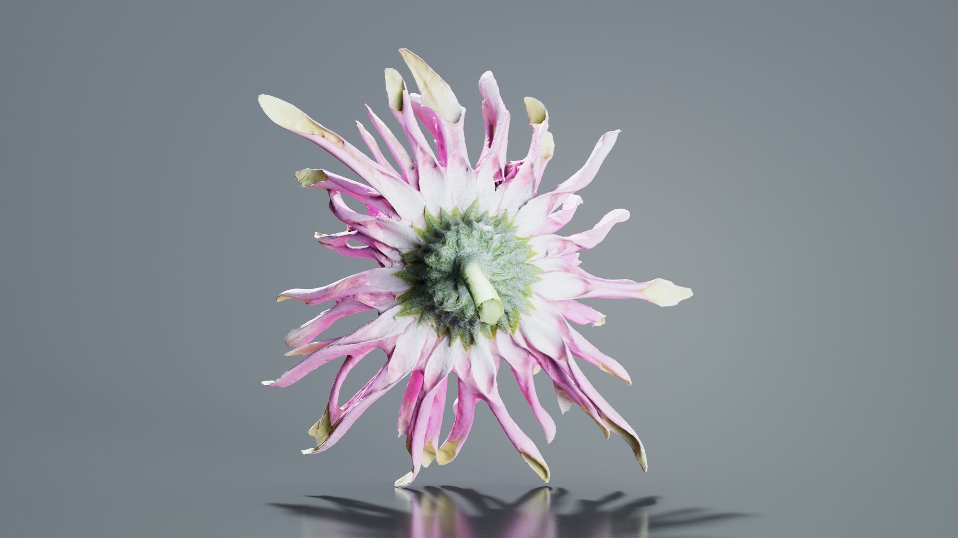 Barberton Daisy Gerbera Jamesonii 2 Low-poly 3D model_6