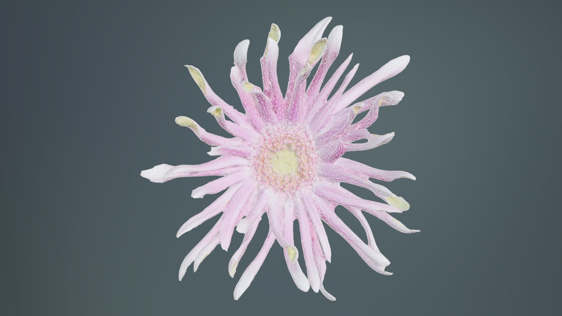 Barberton Daisy Gerbera Jamesonii 2 Low-poly 3D model_9