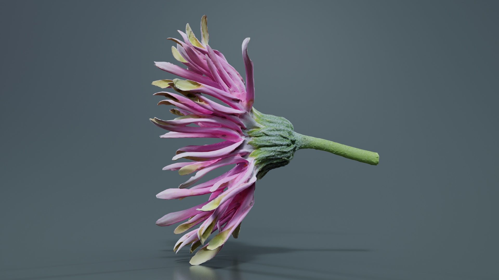 Barberton Daisy Gerbera Jamesonii 2 Low-poly 3D model_7
