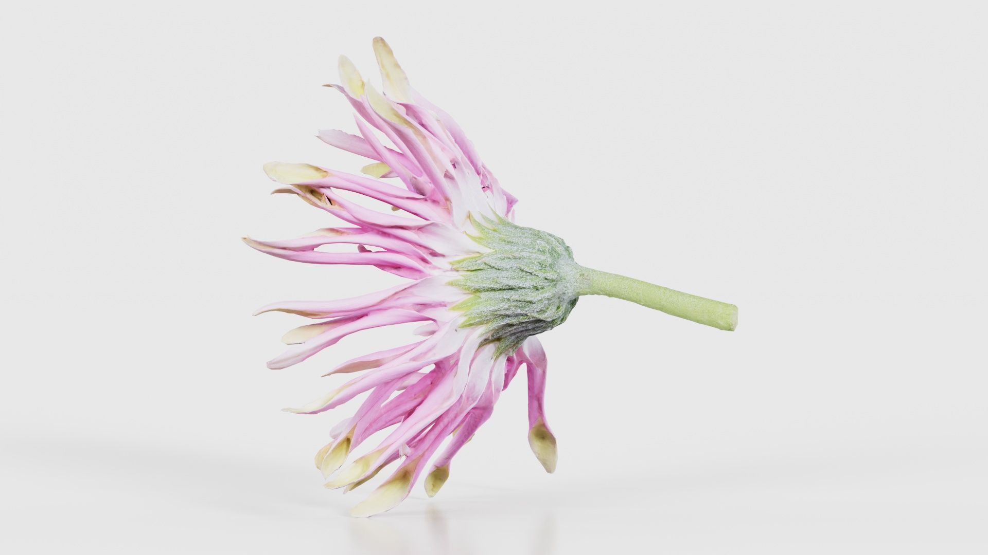 Barberton Daisy Gerbera Jamesonii 2 Low-poly 3D model_23