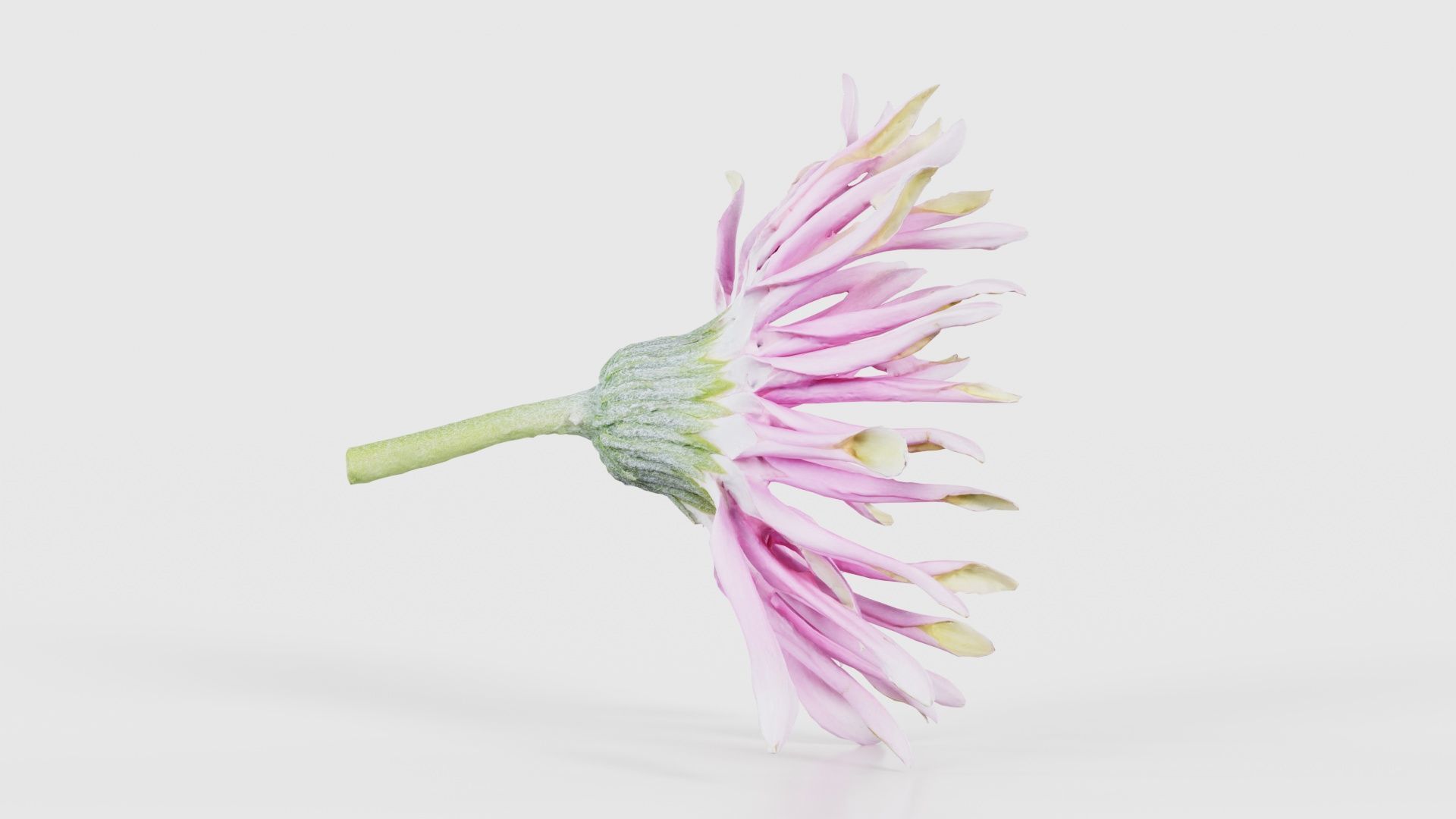 Barberton Daisy Gerbera Jamesonii 2 Low-poly 3D model_18