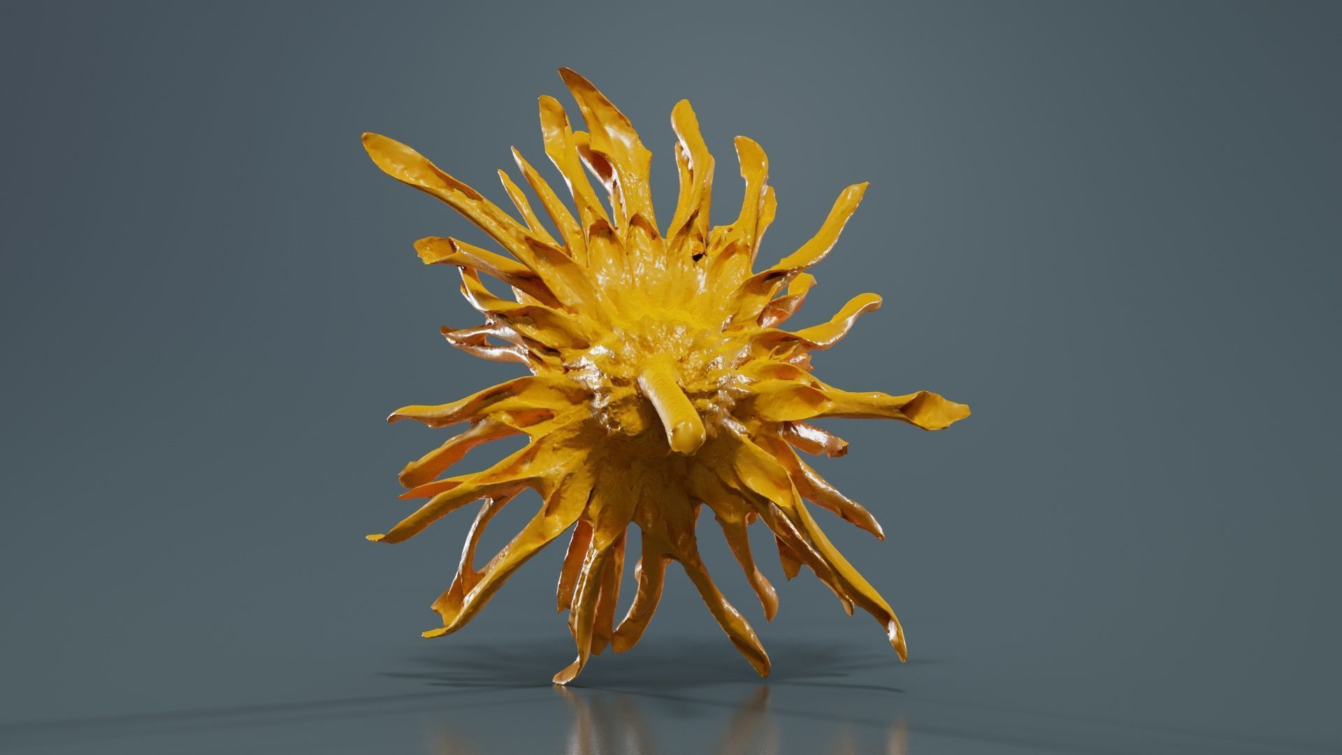 Barberton Daisy Gerbera Jamesonii 2 Low-poly 3D model_13