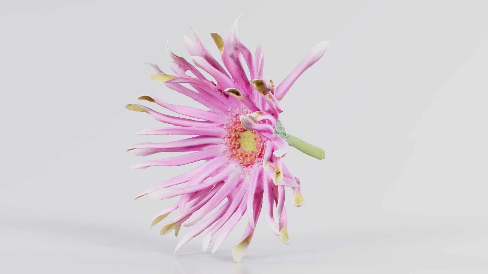 Barberton Daisy Gerbera Jamesonii 2 Low-poly 3D model_4