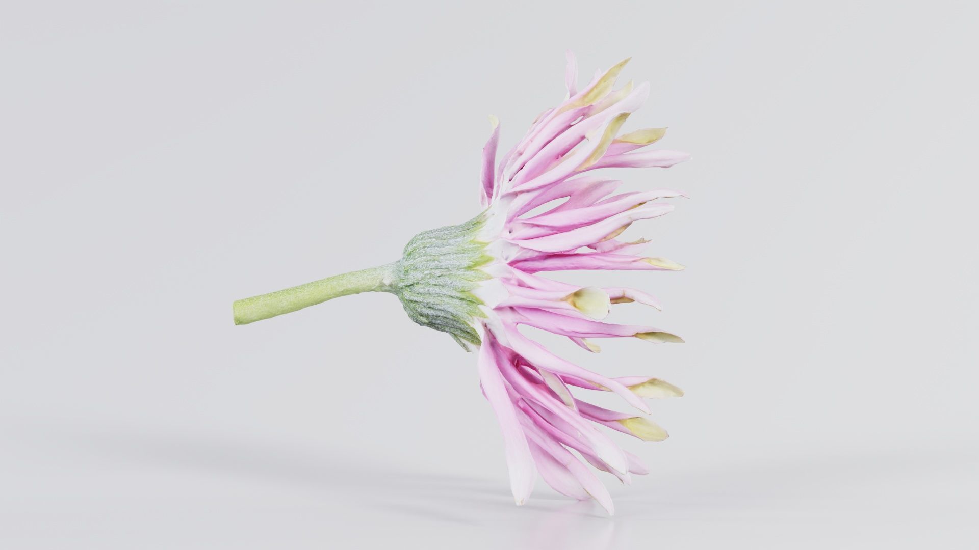 Barberton Daisy Gerbera Jamesonii 2 Low-poly 3D model_1